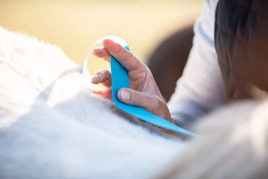 Kinesiotaping am Pferd